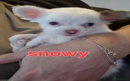 Chihuahua dogs for sale: Chihuahuas puppy's   - Image 18