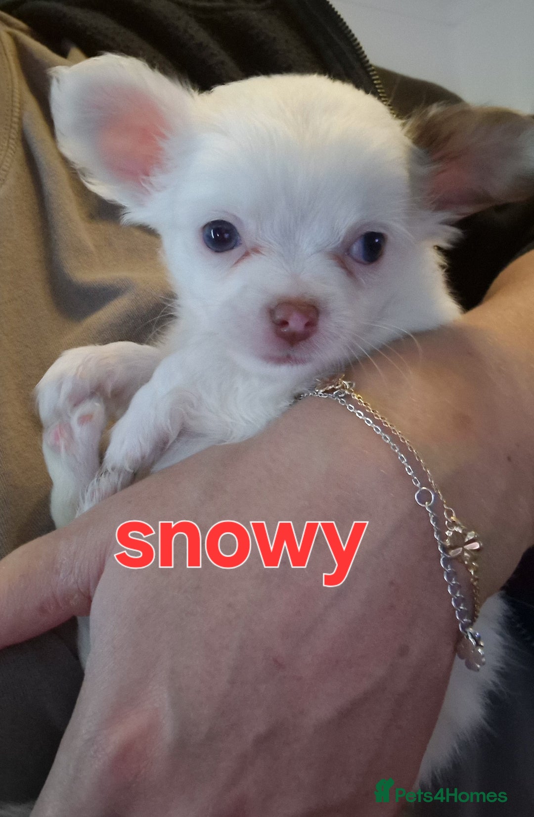 Chihuahua dogs for sale: Chihuahuas puppy's   - Image 18