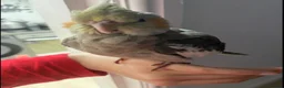 Cockatiels birds for sale: Cockatiels  in Manchester - Advert 4