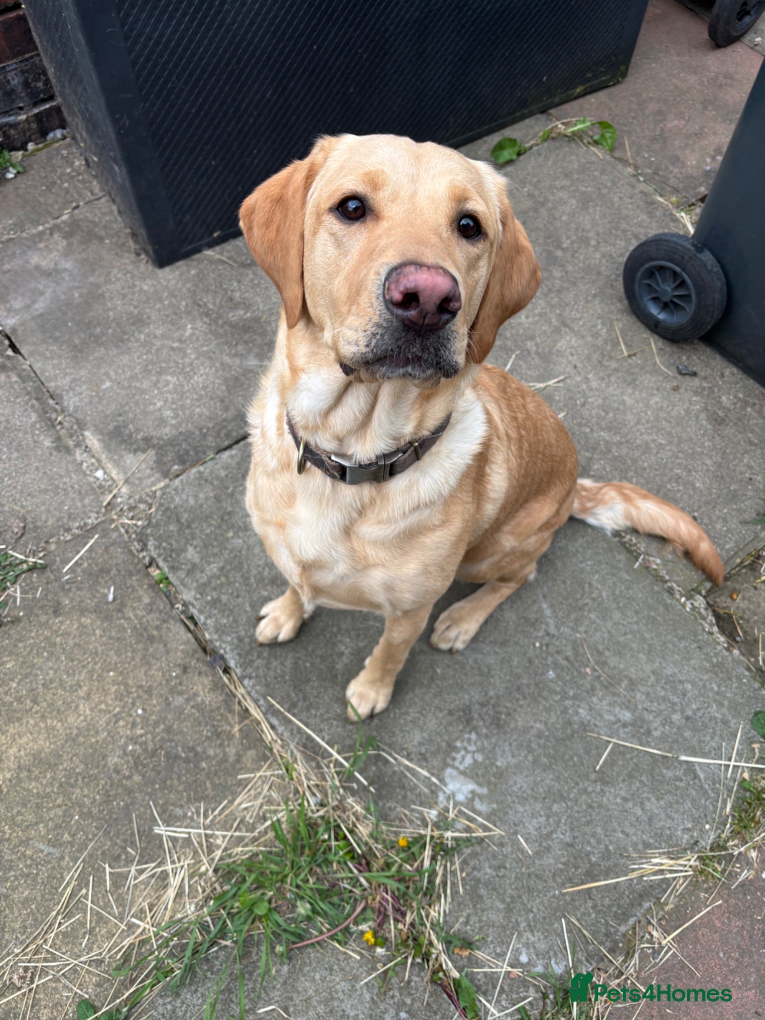 Labrador Retriever dogs Beautiful Labrador for sale  - Advert 1