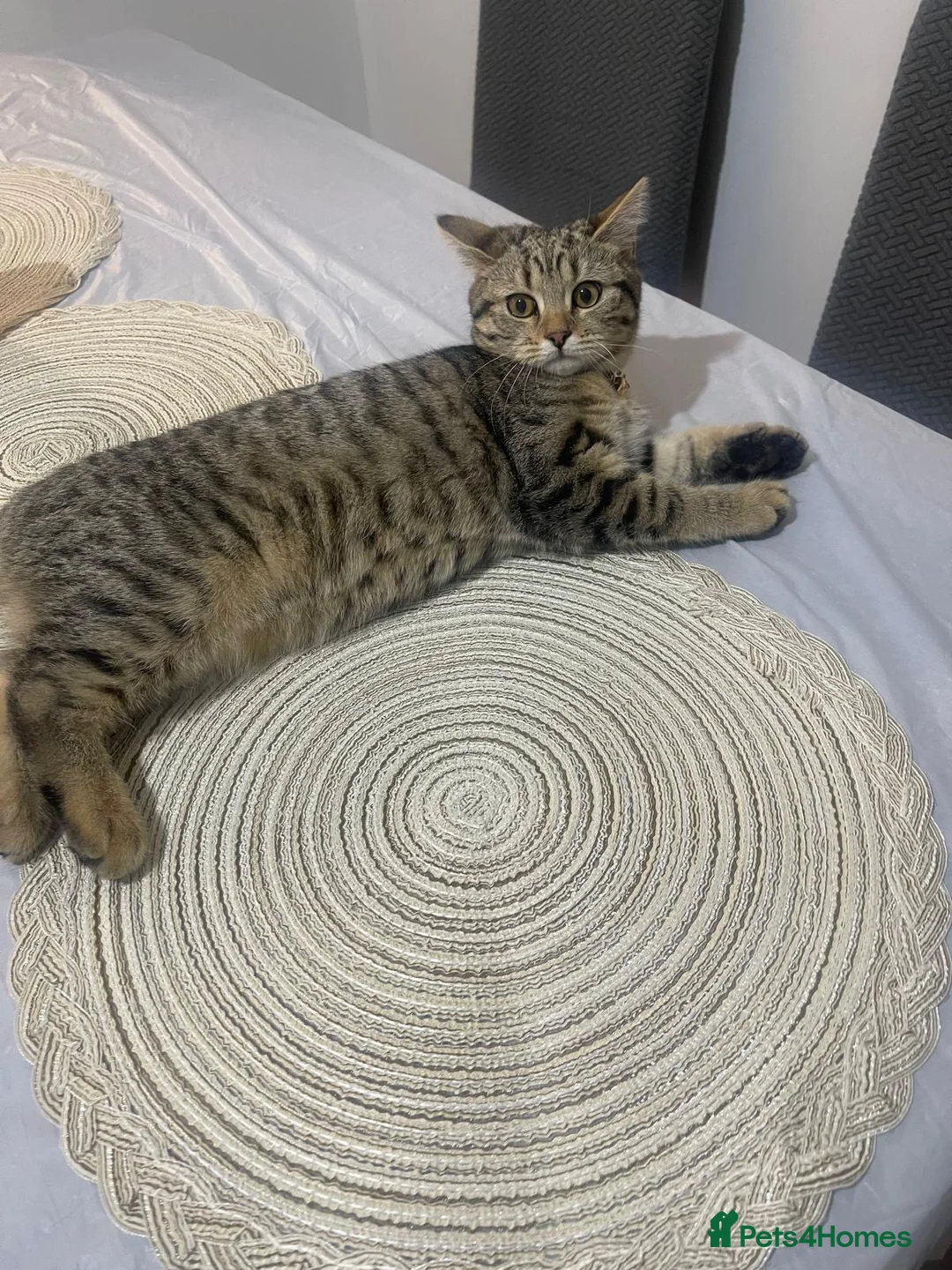 Mixed Breed cats for sale: Beautiful mixed kitten in London - Advert 2