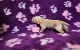 Labrador Retriever dogs for sale: KC registered yellow/black labrador puppies  - Image 17