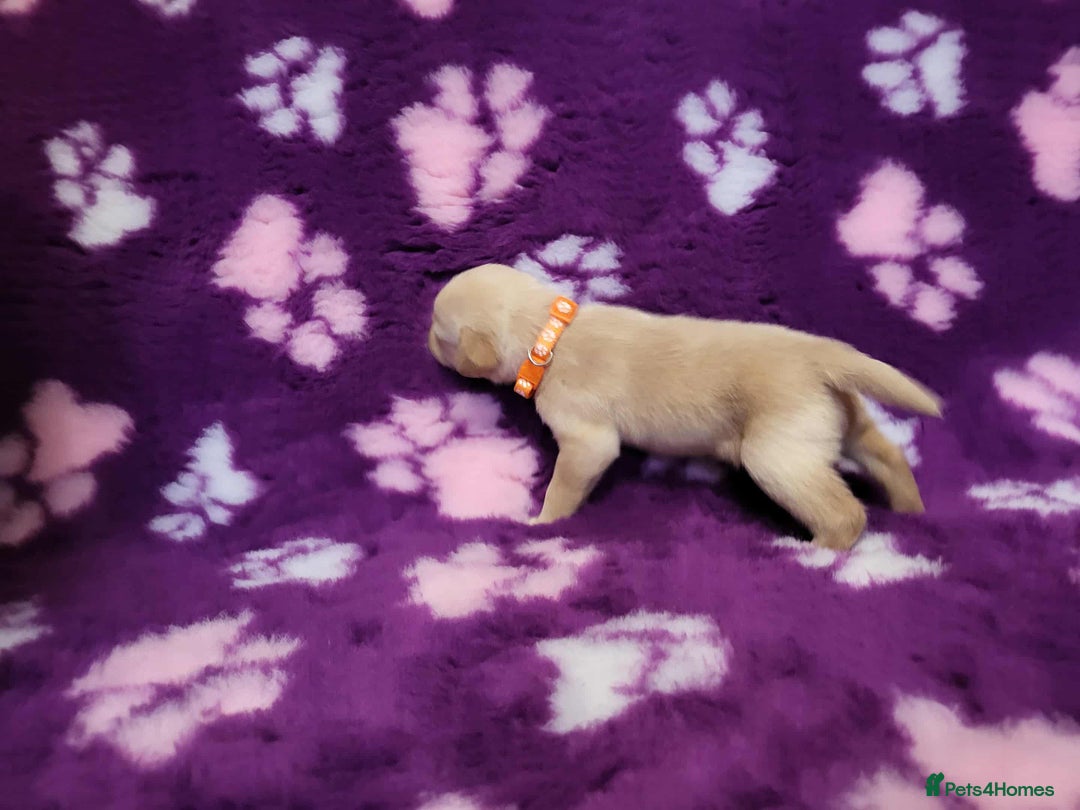 Labrador Retriever dogs for sale: KC registered yellow/black labrador puppies  - Image 17