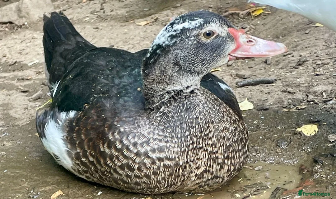 Ducks poultry for sale: Muscovy Ducklings - Advert 2