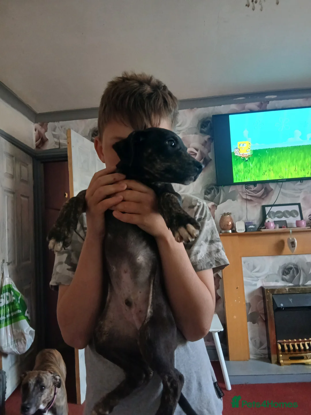 Mixed Breed dogs for sale: Puppies  - Advert 3