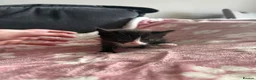 Domestic Shorthair cats for sale: Beautiful kittens 5* homes  - Advert 14