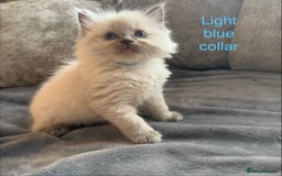 Ragdoll cats for sale: Beautiful Ragdoll Kittens  - Image 24
