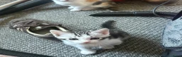 Mixed Breed cats for sale:  1 LEFT Silver marble bengal cross kitten - Advert 3