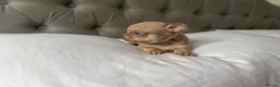 Chihuahua dogs for sale: 🐾🩶 OUTSTANDING litter of EXCEPTIONAL Chihuahuas - Advert 35