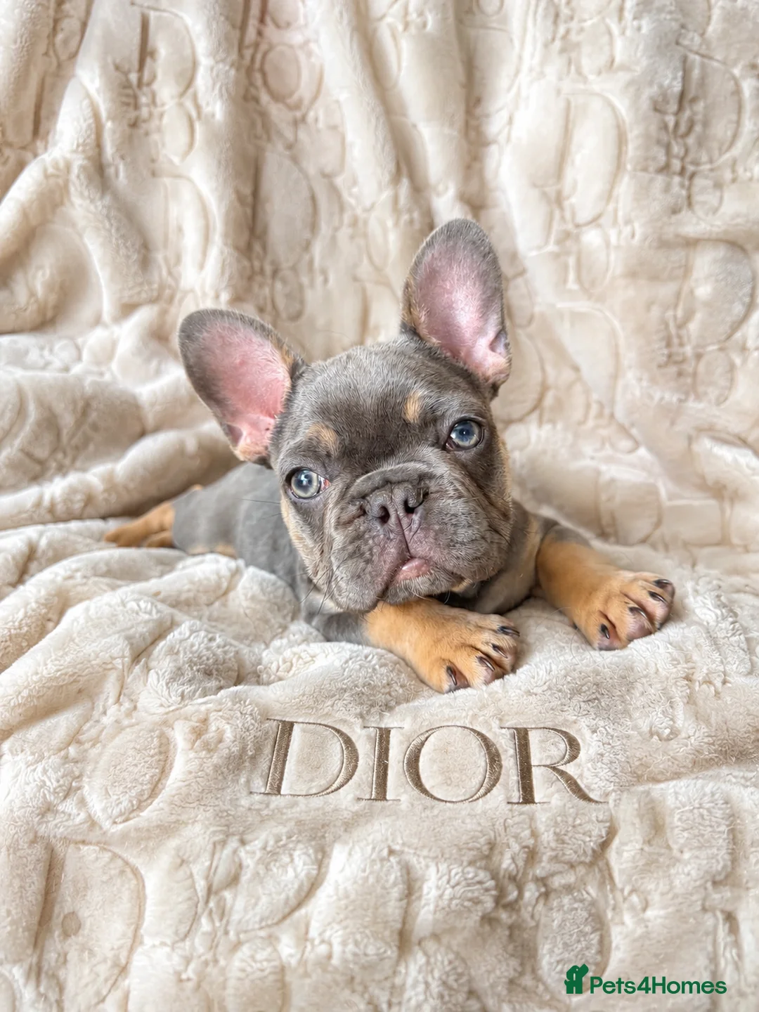 French Bulldog dogs for sale: £800! FINAL 3 PUPPIES LEFT 2 MALE 1 FEMALE - Advert 1