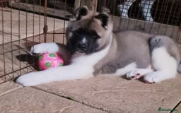 Akita dogs for sale: KC registered Akita puppies - Image 6