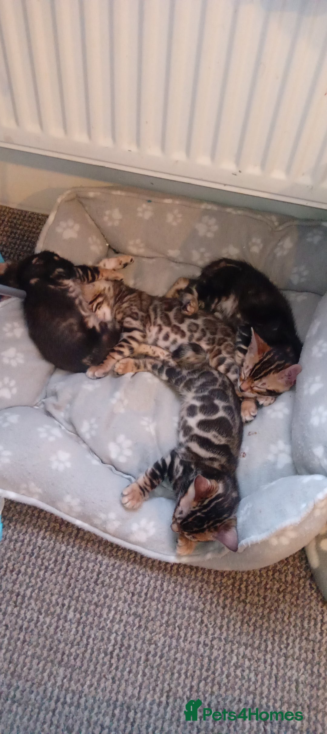 Bengal cats for sale: Pedigree Bengal Kittens - Image 33