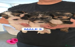 Mixed Breed dogs for sale: FOR SALE (YORKSHIRE TERRIER) - Image 6