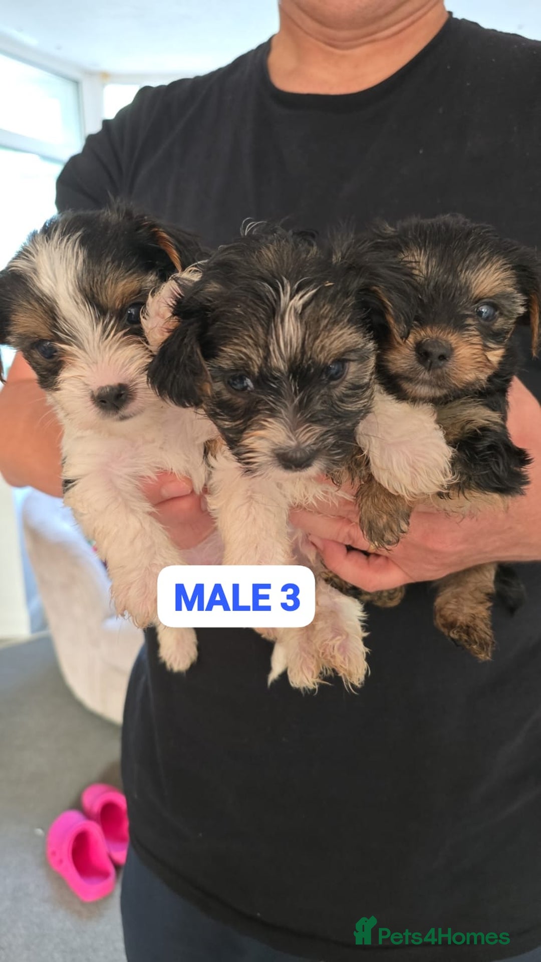 Mixed Breed dogs for sale: FOR SALE (YORKSHIRE TERRIER) - Image 6