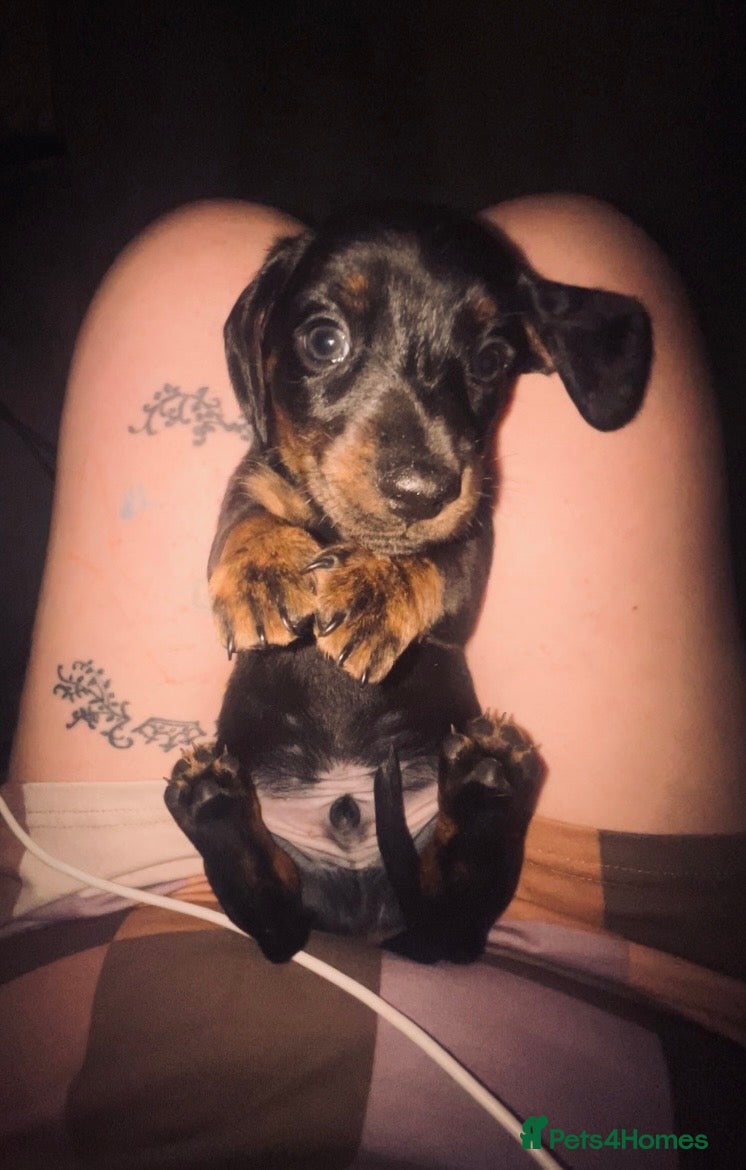 Miniature Dachshund dogs Miniature dachshund  - Advert 6