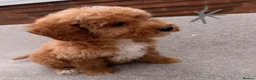 Cockapoo dogs for sale: 6 F1B COCKAPOO PUPPIES in Ashford - Advert 12