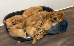 Golden Retriever dogs for sale: Dark Red Golden Retriever Pups Ready 1st November - Image 28