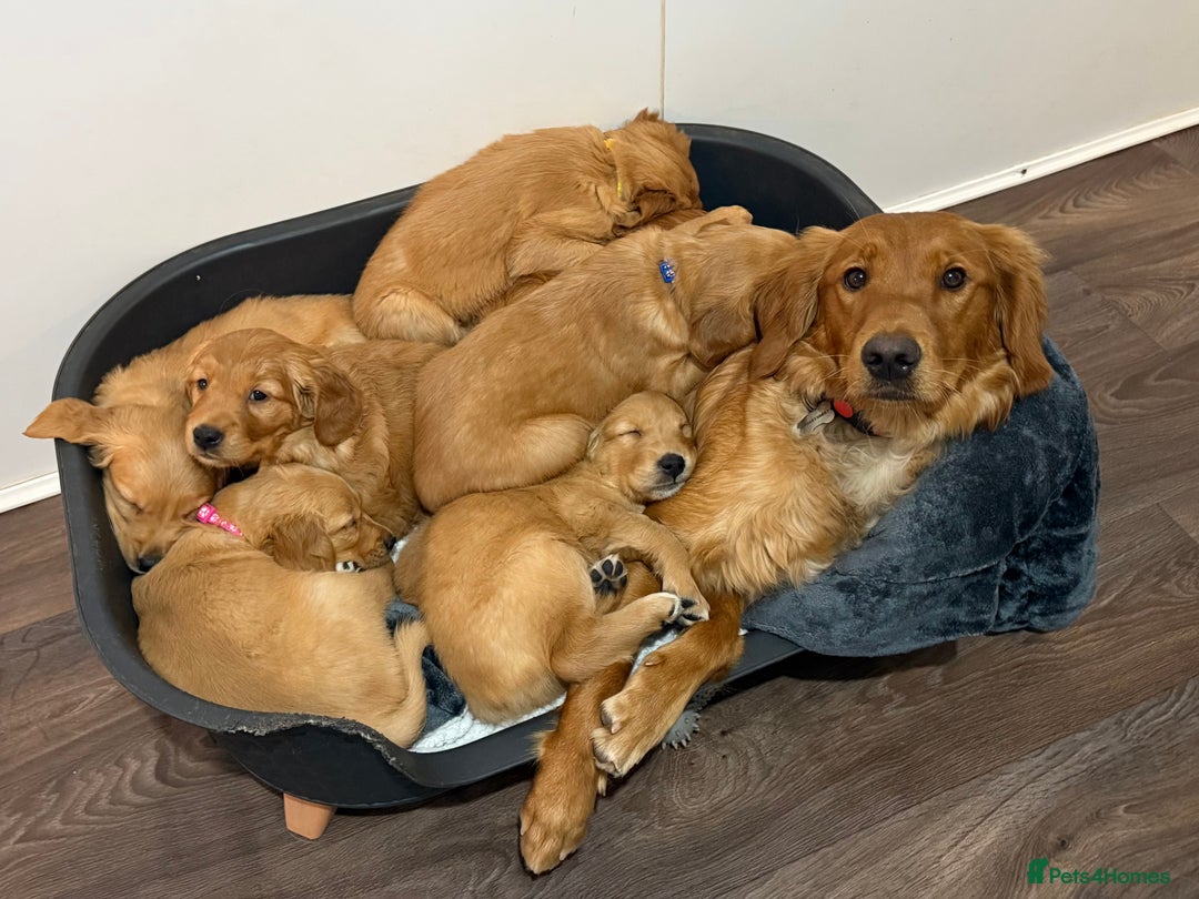 Golden Retriever dogs for sale: Dark Red Golden Retriever Pups Ready 1st November - Image 28
