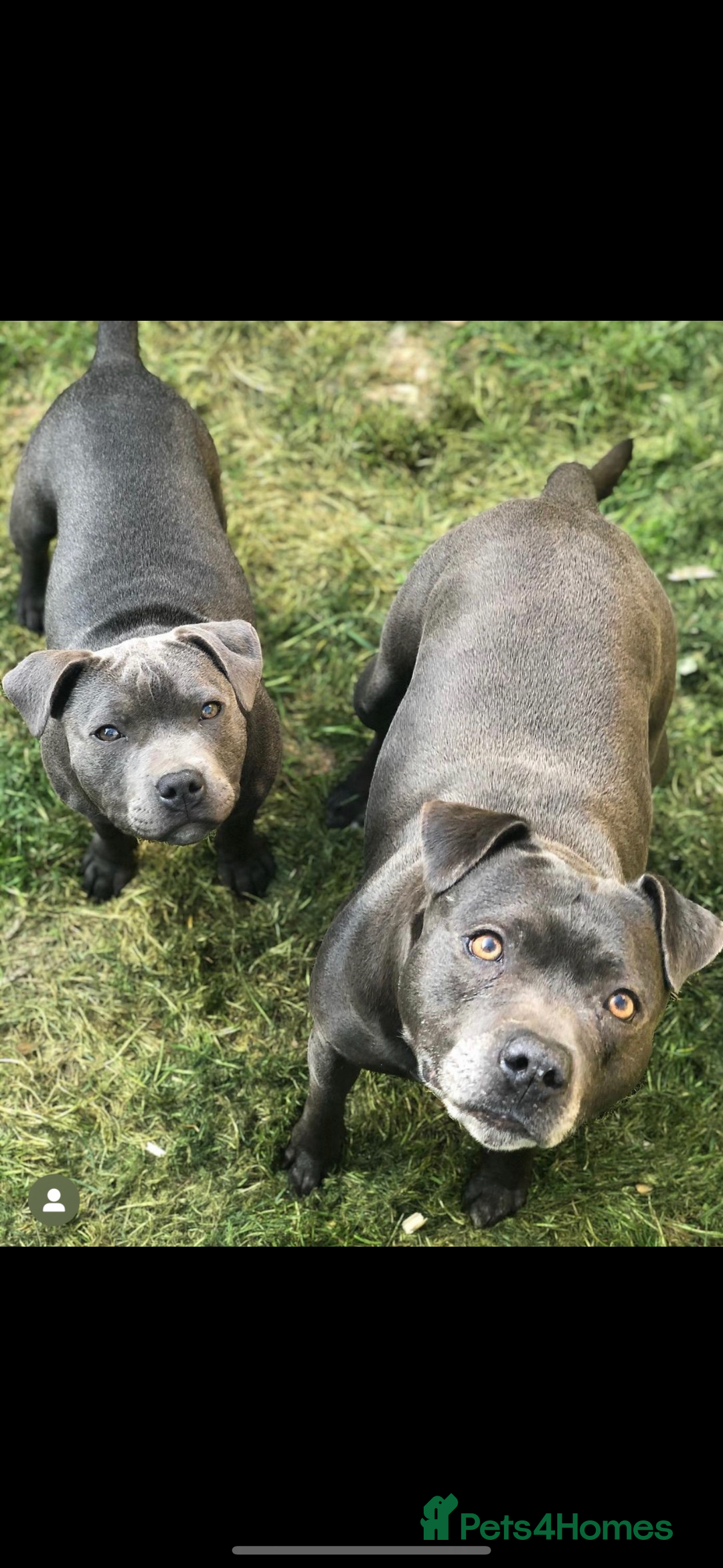 Staffordshire Bull Terrier dogs for sale: Staffys Puppies   25+ Champions ( Show Quality ) - Advert 39