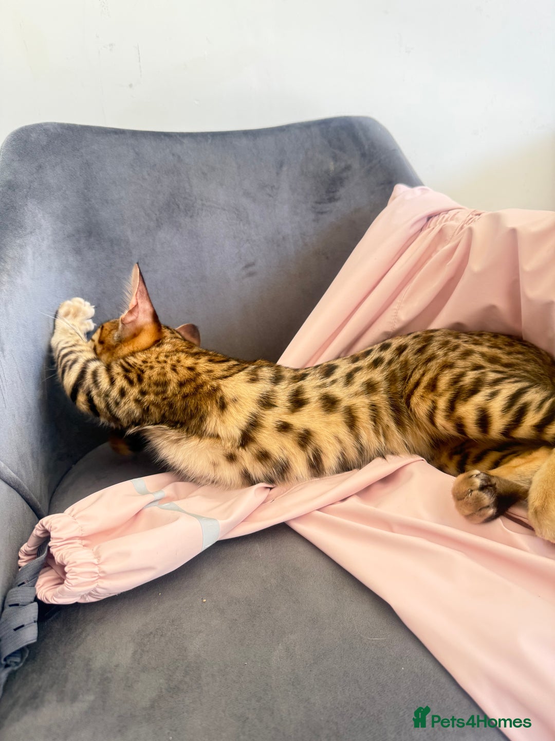 Savannah cats for sale: F3 Savannah Female Kitten Tica Reg - Image 3