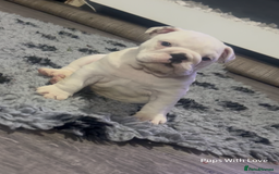 English Bulldog dogs for sale: ⭐ Exceptional Health Tested Parents ONLY 1 💙 left - Image 3
