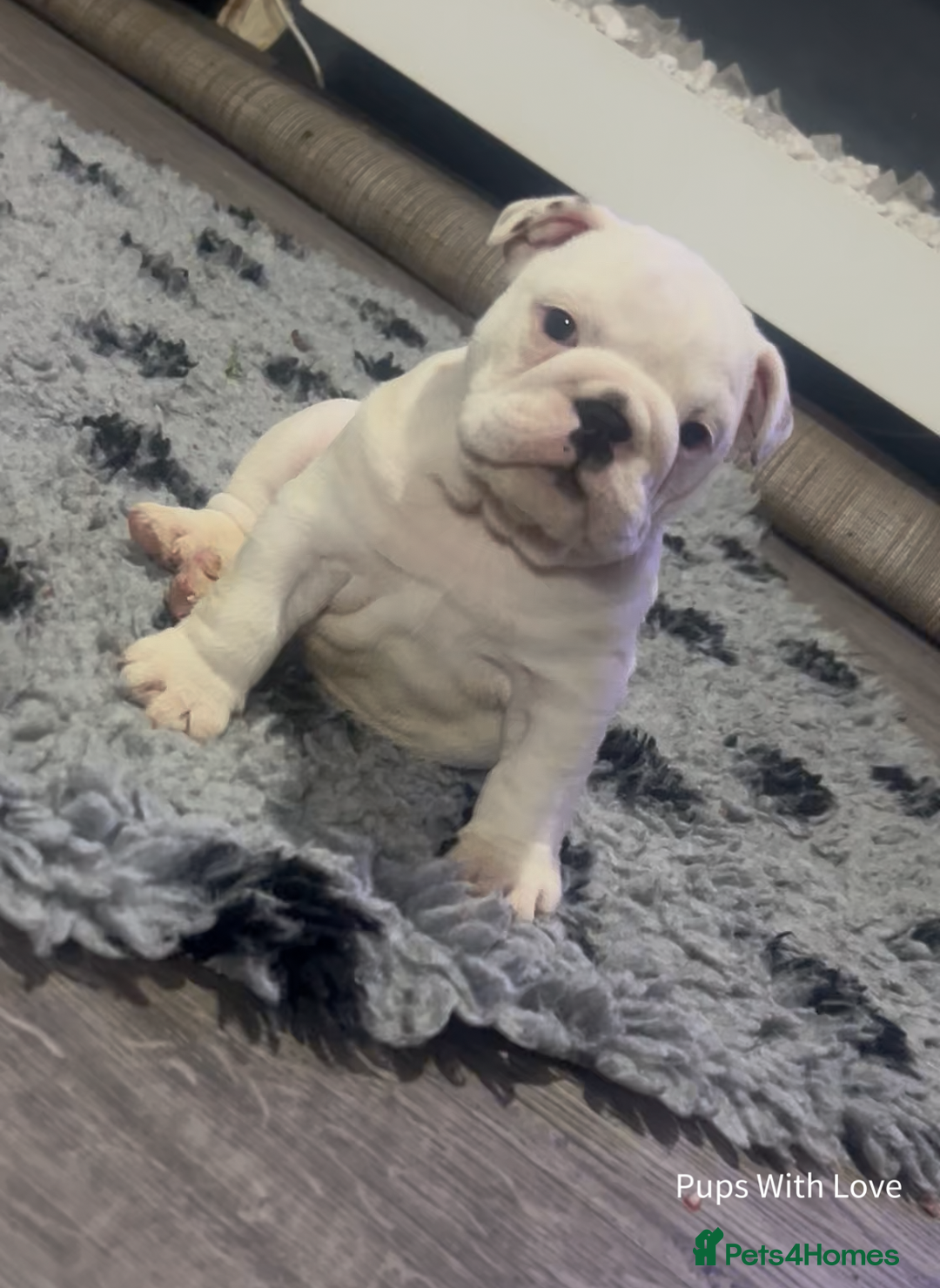English Bulldog dogs for sale: ⭐ Exceptional Health Tested Parents ONLY 1 💙 left - Image 3