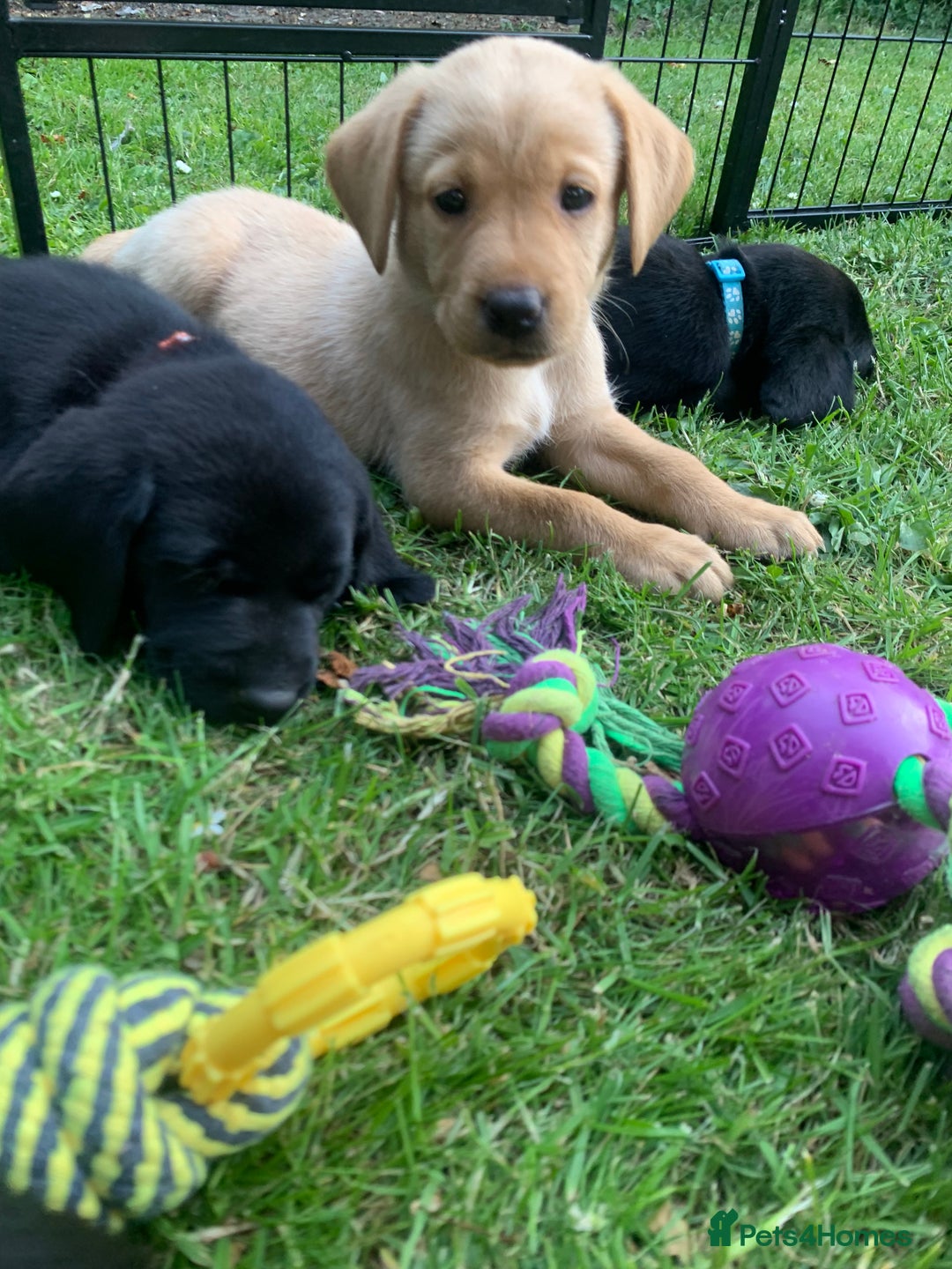 Labrador Retriever dogs for sale: KC Labrador puppies Ready now 🐾Fully vaccinated  in Skegness - Image 20