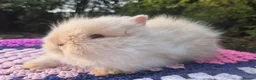 Angora rabbits for sale: 💓OUTSTANDING TEDDYDWERG, IMPORTED PARENTS💙  - Advert 17