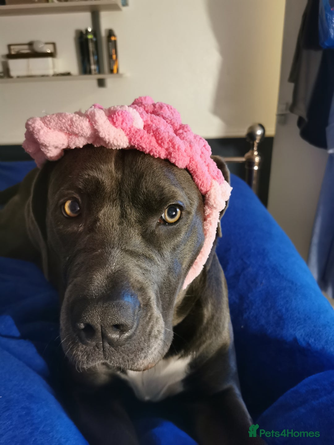 Cane Corso dogs for sale: Cane corso puppies - Advert 16