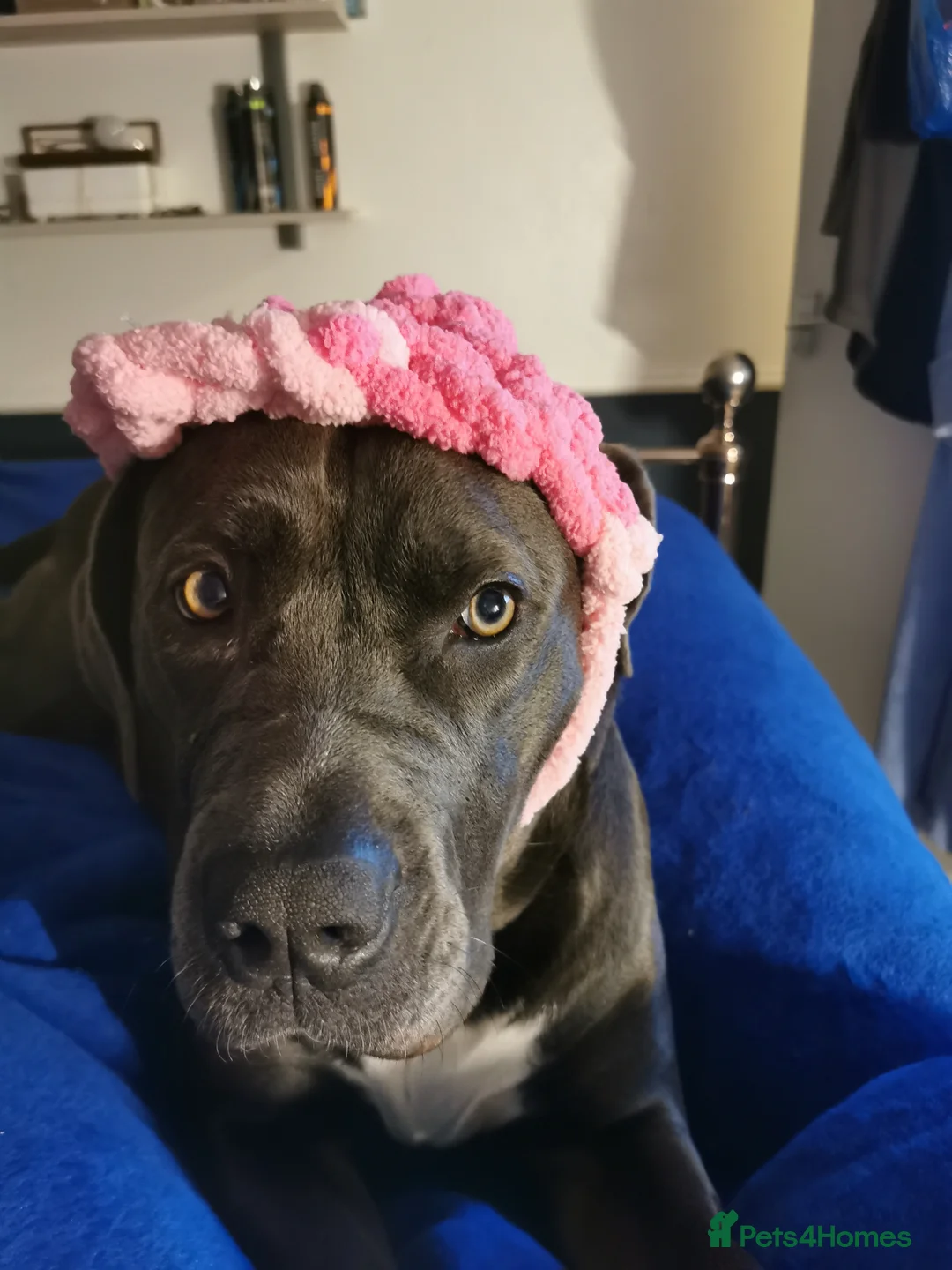 Cane Corso dogs for sale: Cane corso puppies - Advert 16