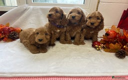 Cockapoo dogs for sale: F1 Cockapoos from health tested parents  - Image 8