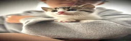 Ragdoll cats for sale: 🐾Only 4 Gorgeous Kittens Left🐾 - Advert 16