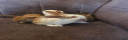 Mini Lop rabbits for sale: Mini lop rabbits ready now - Advert 8