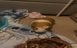 Guinea Pig rodents for sale: 2 guinea pigs - Image 3