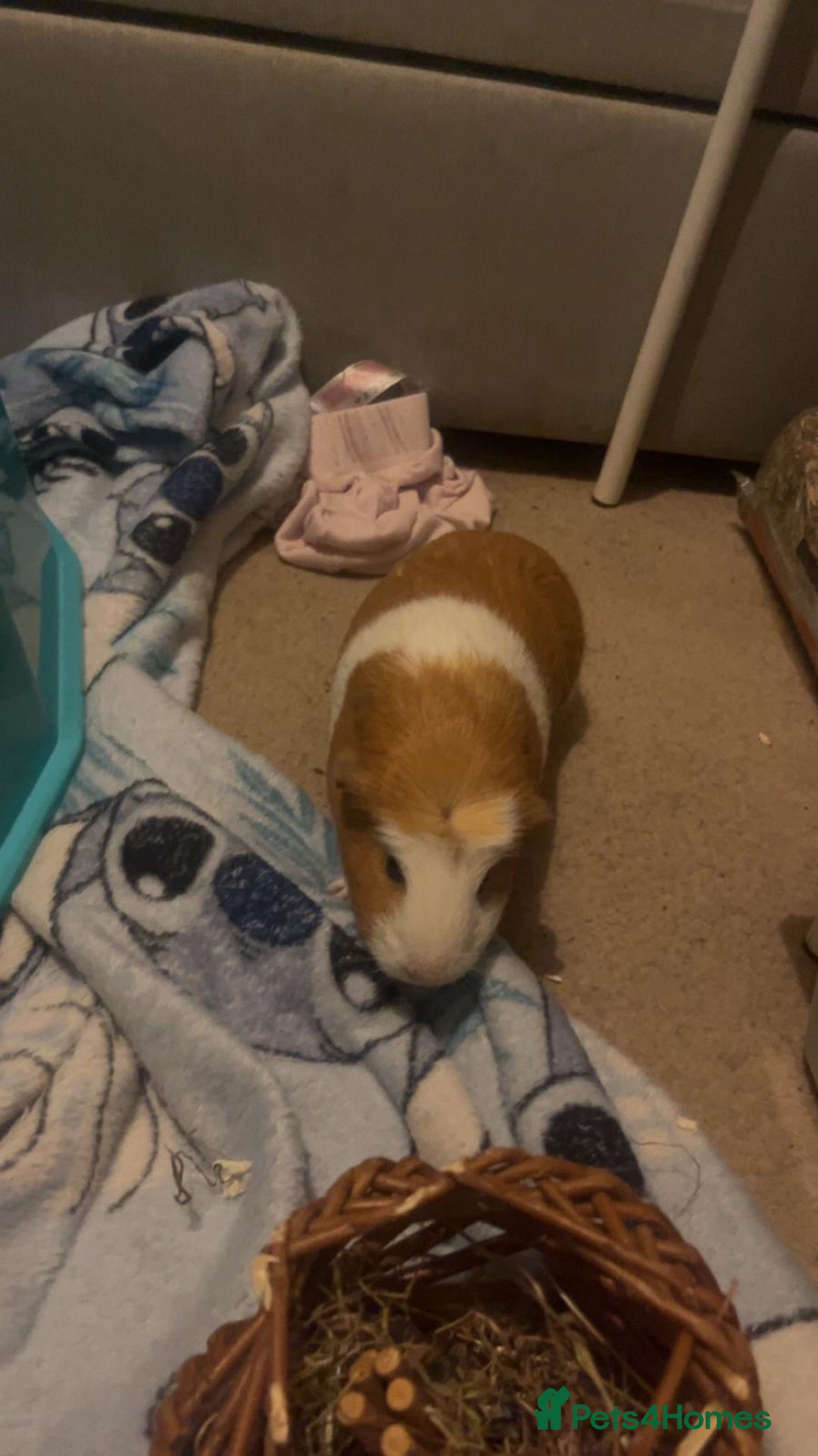 Guinea Pig rodents for sale: 2 guinea pigs - Image 3