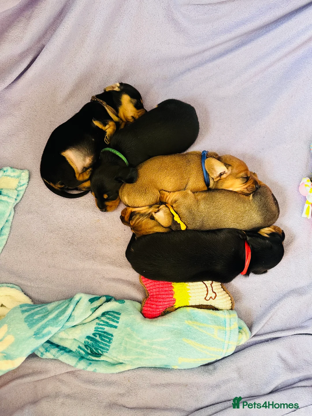 Miniature Dachshund dogs for sale: Your new best friend awaits🥰 5 gorgeous boys🩵 - Advert 5