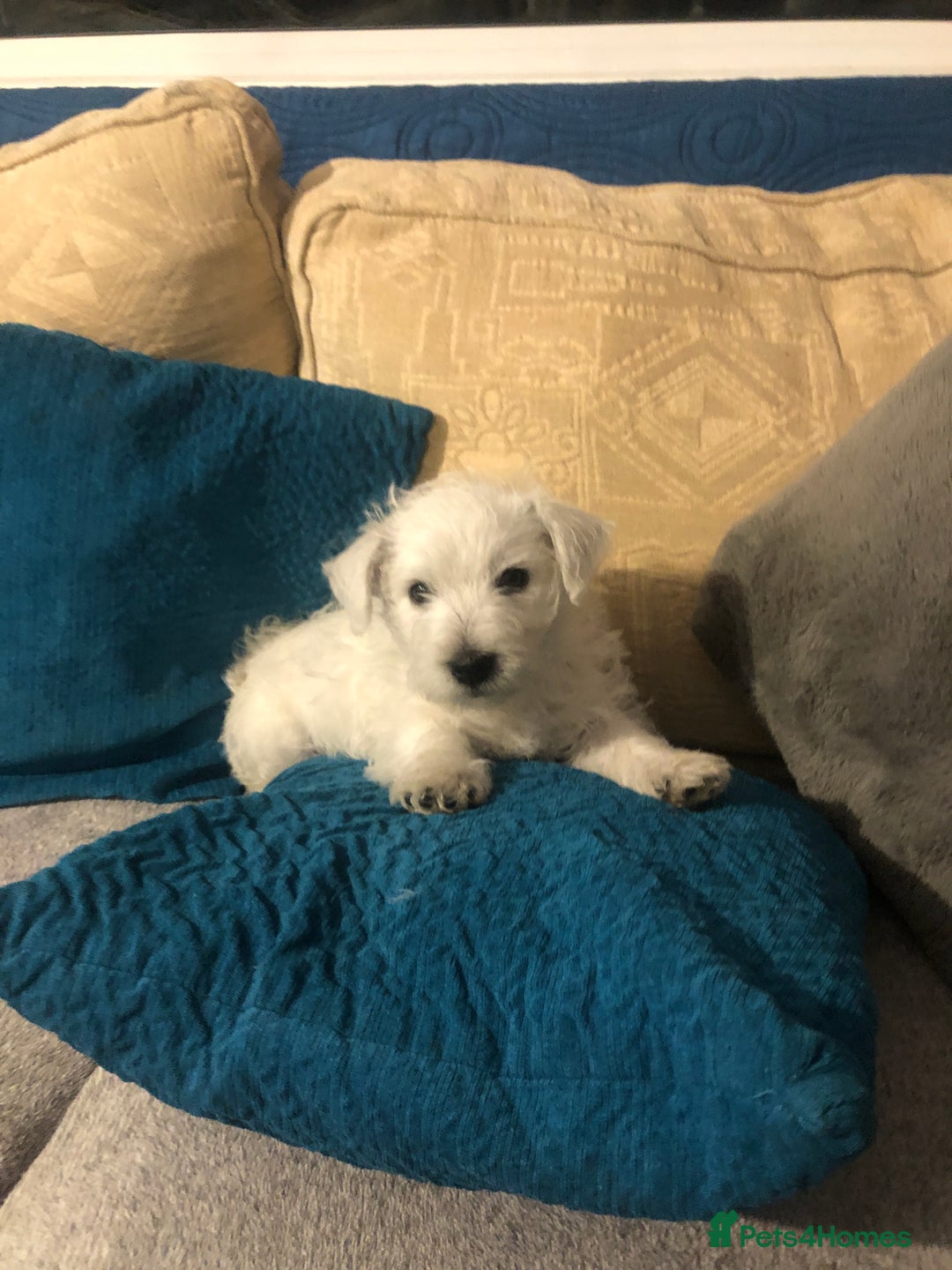 West Highland Terrier dogs for sale: Beautiful west highland puppies for sale - Image 13