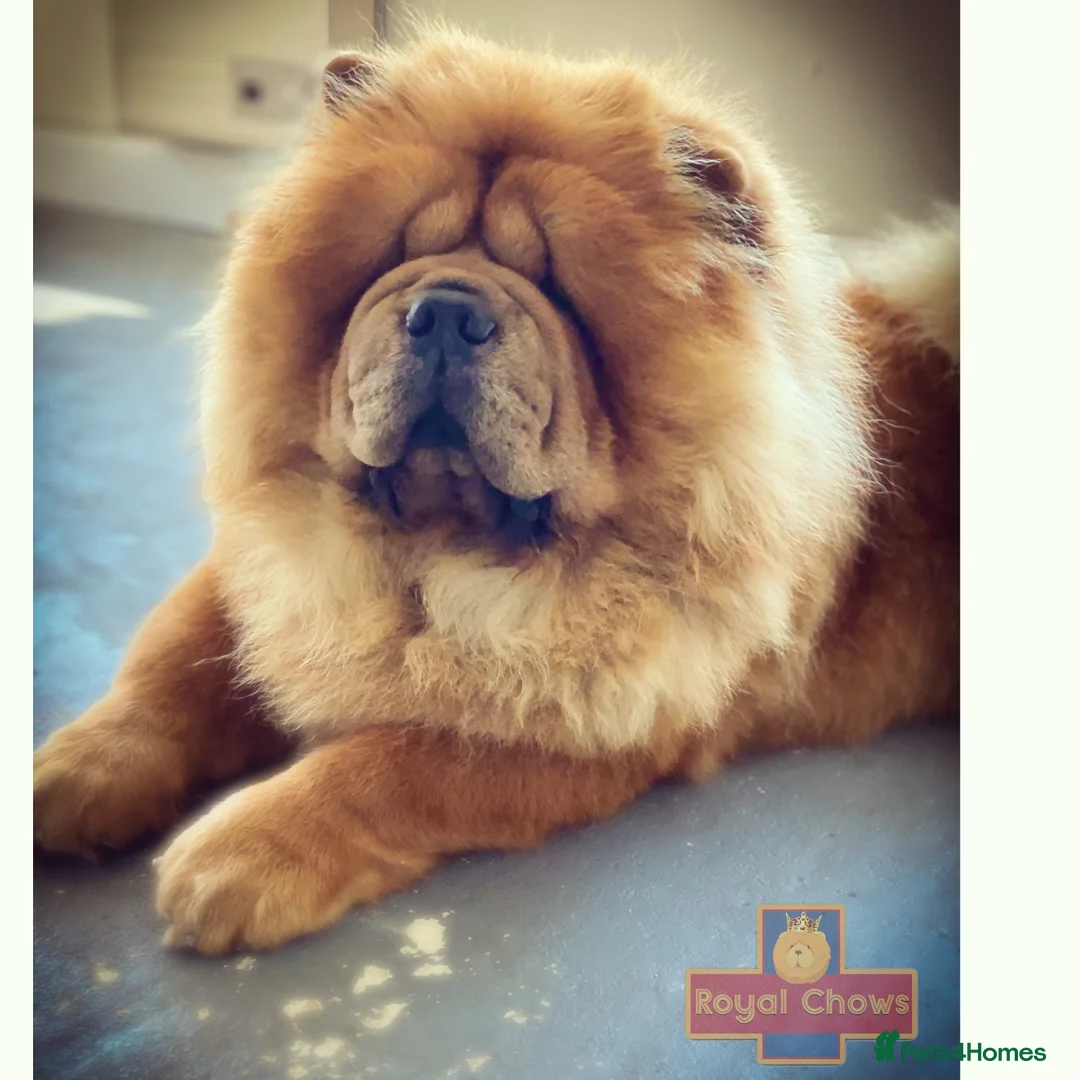 Chow Chow dogs for stud: *HOGAN*THICK RED RUSSIAN CHAMPION very well proven in Cheltenham - Advert 11