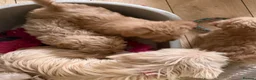 Cairn Terrier dogs for sale: STUNNING cairn-oodle pups 🐾 CUTE bundles of fluff - Advert 24