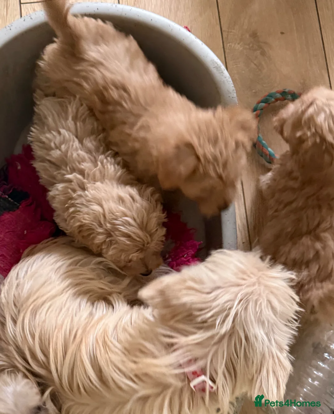 Cairn Terrier dogs for sale: STUNNING cairn-oodle pups 🐾 CUTE bundles of fluff - Advert 24