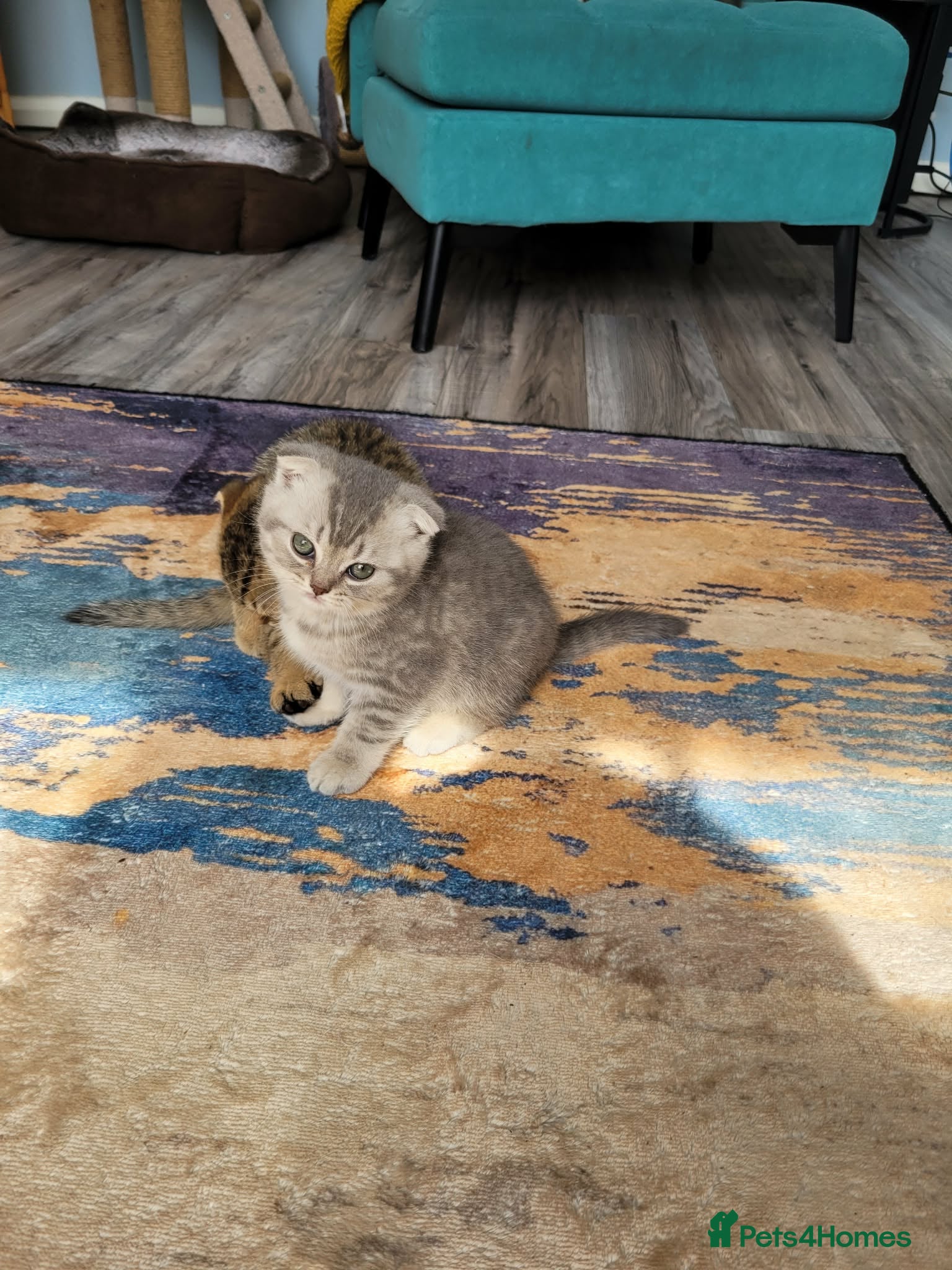 Scottish Fold cats Scottish fold/straight kittens  - Advert 6