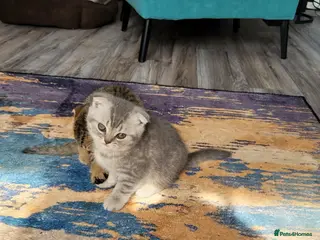 Scottish Fold cats Scottish fold/straight kittens - Advert 6