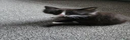 Mixed Breed cats for sale: 3 black and white tuxedo kittens, 2 male 1 female - Advert 6