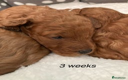 Cockapoo dogs for sale: f1b tiny cockapoo puppies - Image 13