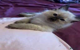 Ragdoll cats for sale: GCCF Ragdoll boy kittens - Advert 20