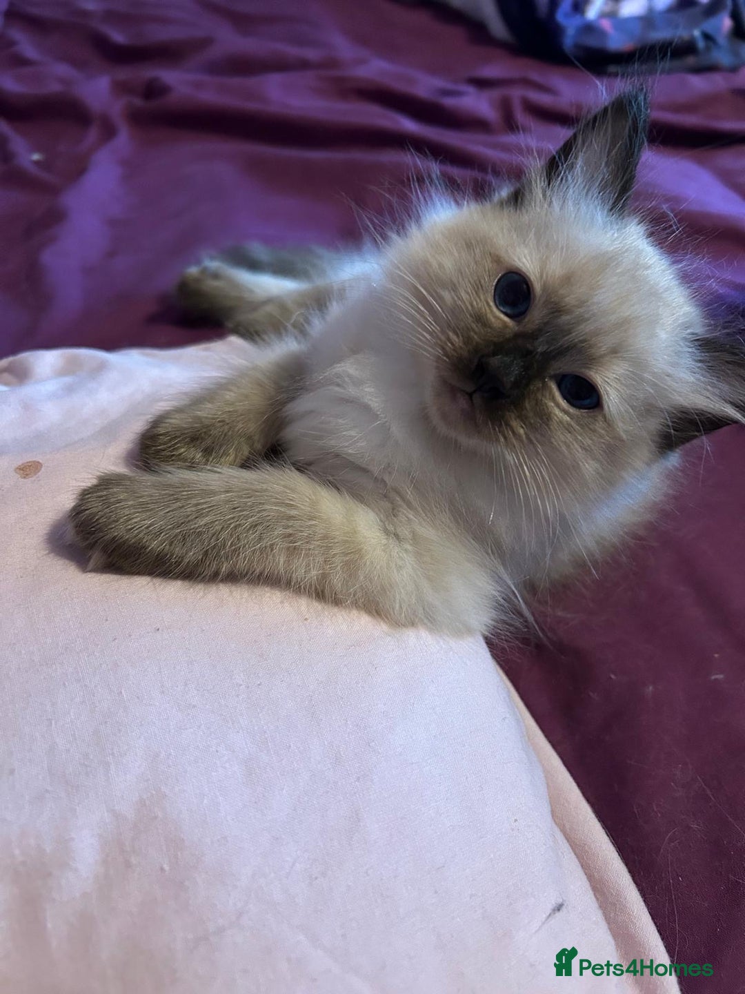Ragdoll cats for sale: GCCF Ragdoll boy kittens - Advert 20