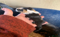 Guinea Pig rodents for sale: Baby Guinea Pigs - Image 4