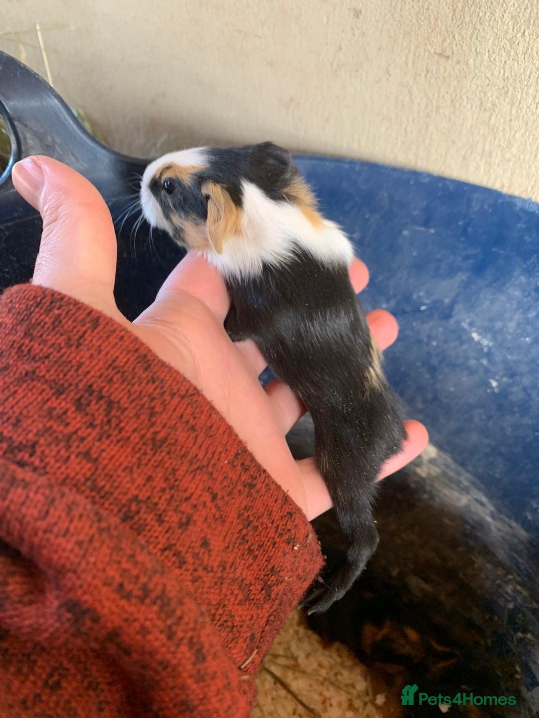 Guinea Pig rodents for sale: Baby Guinea Pigs - Image 4