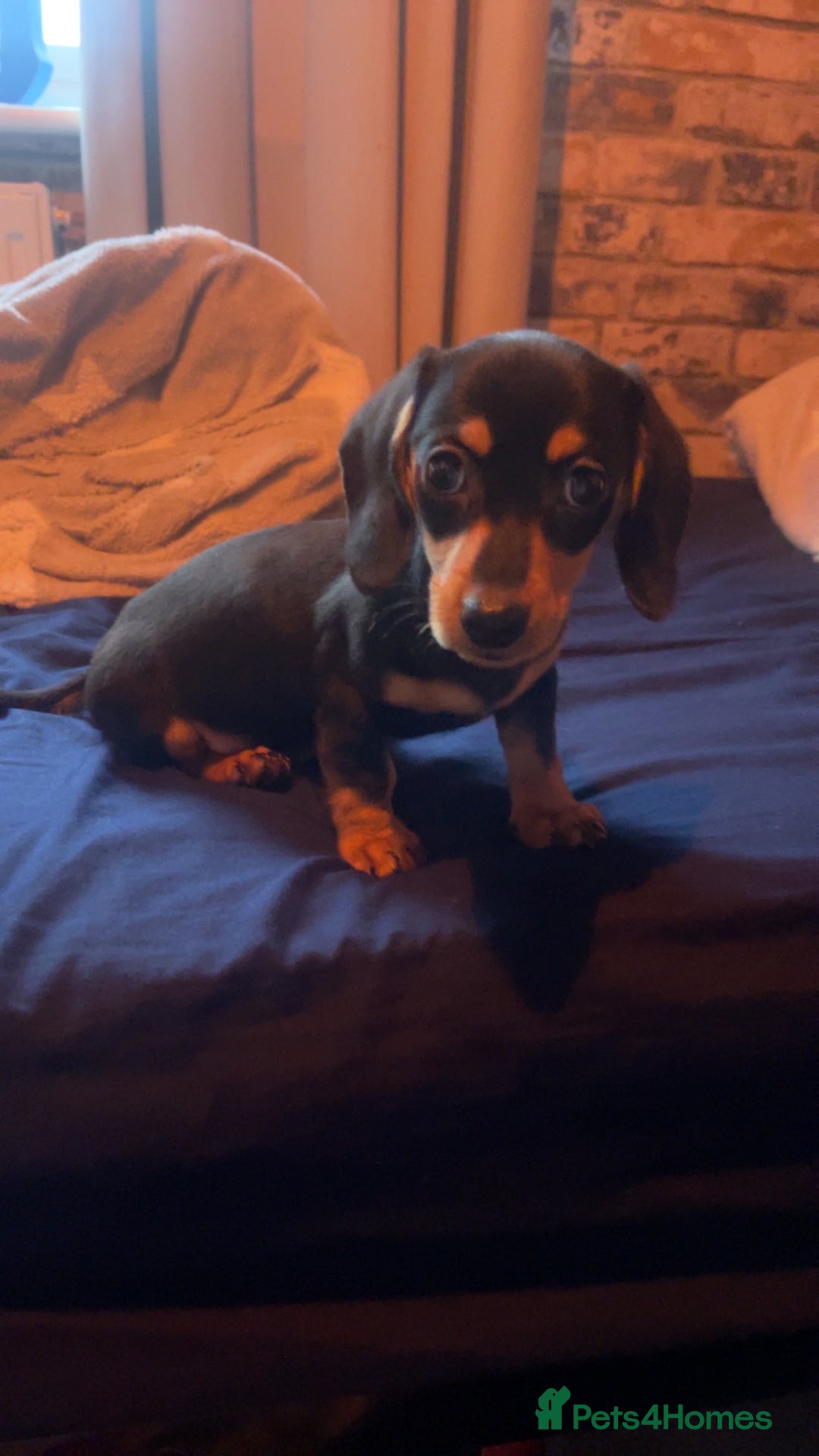 Miniature Dachshund dogs for sale: Mini Dachshund puppy - Advert 5