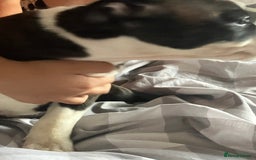 Staffordshire Bull Terrier dogs for sale: Kc Staffordshire bull terrior puppies - Image 9